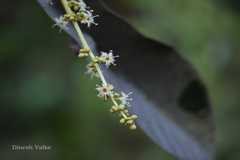 Holigarna arnottiana